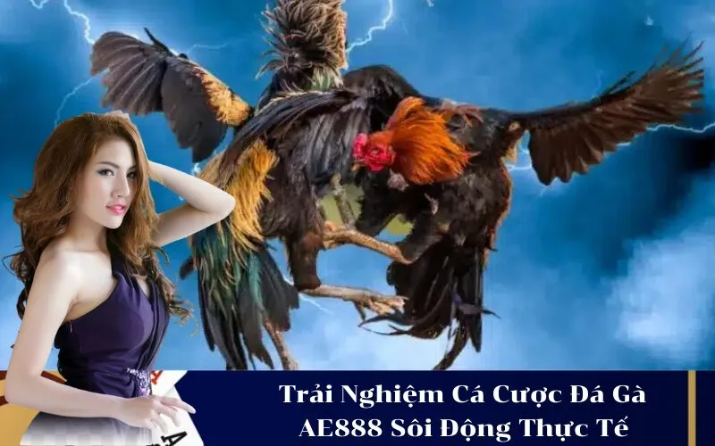 Trải Nghiệm Cá Cược Đá Gà AE888 Sôi Động Thực Tế
