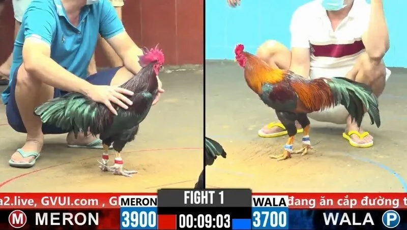 đá gà cựa sắt